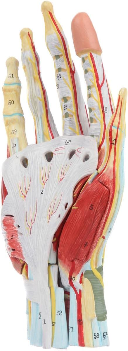 Wellden Medical Anatomical Hand Skeleton Model with India | Ubuy
