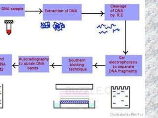 DNA Profiling 的图像结果