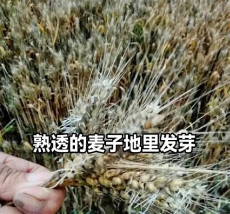 小麦因下雨发芽 农户哭诉损失惨重