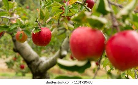 Image result for Apple Tree Farm