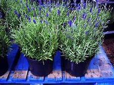 lavanda in vaso cure pianta lavanda aromatiche pianta di lavanda lavanda in vaso cure pianta lavanda aromatiche pianta di lavanda