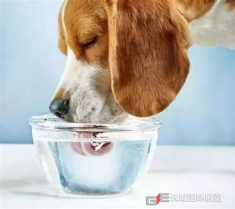 动物喝水图片 小动物喝水的图片(3)_配图网