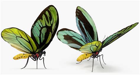 3D queen alexandras birdwing butterfly - TurboSquid 1171006