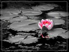 fiori di loto e farfalle la natura nel cassetto la purezza fiore di loto fiori di loto e farfalle la natura nel cassetto la purezza fiore di loto