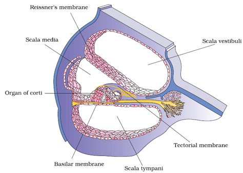 Given below is a diagrammatic cross-section of a single loop of the ...