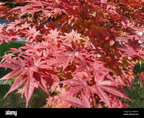 Maple palmate, or Maple palmate Acer palmatum. A species of trees of the Acer Maple genus of the ...