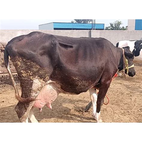 Hf Cow/Lather Dairy Farm
