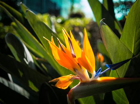 National Flower Of Naples Italy | Best Flower Site