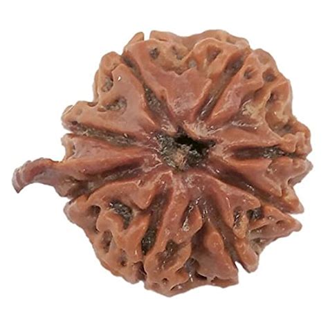 The Gallery Of Gemstones 8 Face | 8 Mukhi Ganesh Rudraksha Natural ...