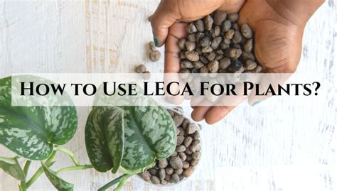 How to Use Leca 的图像结果