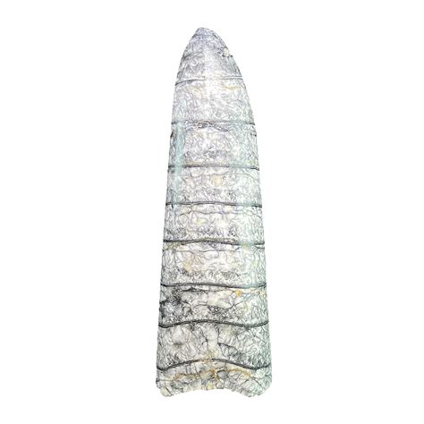 Orthoceras Fossil – CrystalCaveIndia