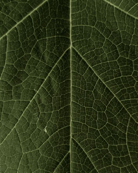 Green Screen Background for Zoom 的图像结果