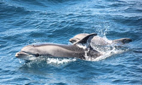 Wale und Delfine in der Straße von Gibraltar | Whale-Watching in Spanien