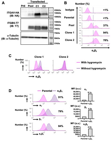 Development of Liver-Targeting αVβ5+ Exosomes as Anti-TGF-β ...