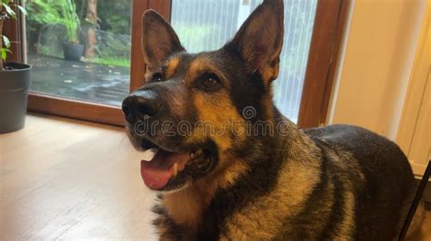 Image result for German Shepard Hanging Out Window Animation