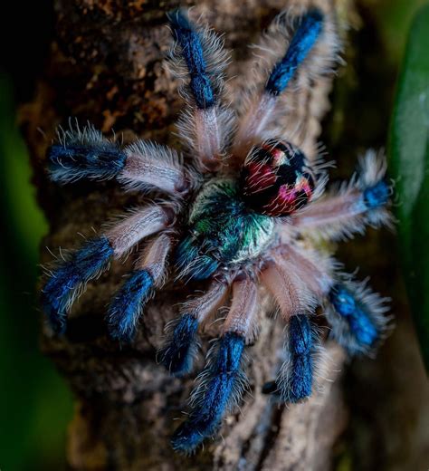 17 facts about brazilian jewel tarantula – Artofit