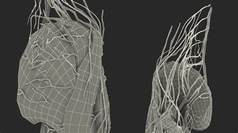 Young Man Anatomy Right Leg 3D Model $139 - .3ds .blend .c4d .fbx .max .ma .lxo .obj - Free3D