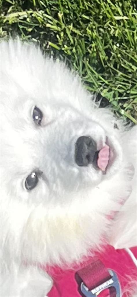 Japanese Spitzes are so majestic : r/JapaneseSpitz