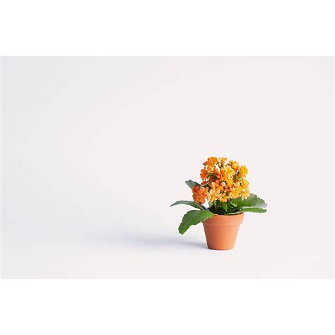 Hirt's Gardens Orange Calandiva Plant - 2.5 inch Pot - Kalanchoe ...