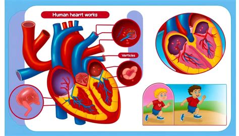 Tutorial of How a Heart Functions 的图像结果