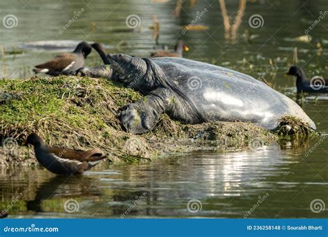 Image result for Round Shell Turtle