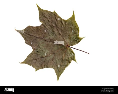 Autumn Color Maple Leaf. Isolated on White Background Stock Photo - Alamy