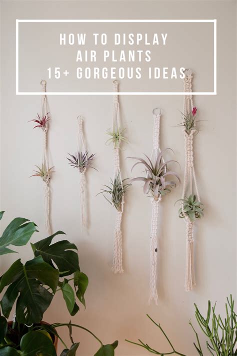 Air Plant Display Ideas 的图像结果