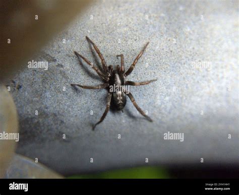 Eastern Parson Spider (Herpyllus ecclesiasticus Stock Photo - Alamy