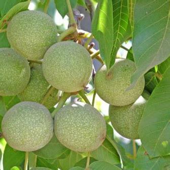 Walnut Varieties | Waltree Nursery Turkey