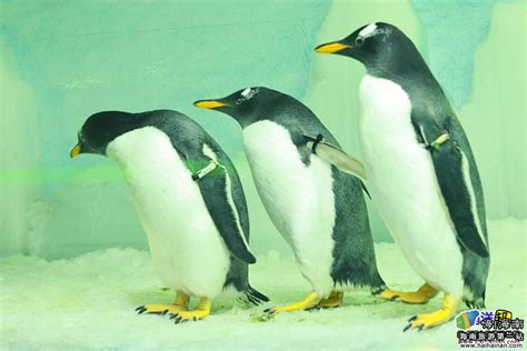六只小企鹅在海口等你来取名 - 要闻 - 旅游资讯攻略频道 - 海南旅游第一站 - 【嗨海南新媒体】