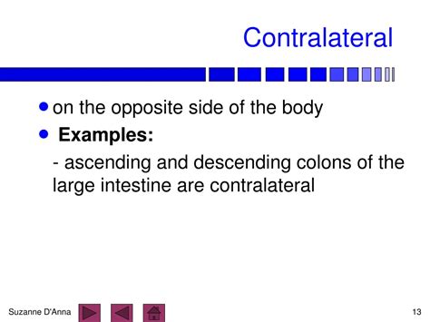 Image result for Contralateral Anatomical Position