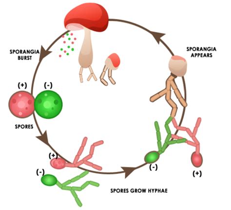 introduction and characteristics of living beings in biology ...