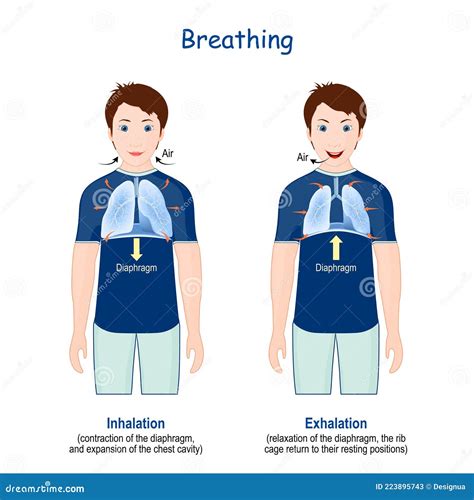 Breathing. Movement Of Ribcage During Inspiration And Expiration. Diaphragm Functions Vector ...