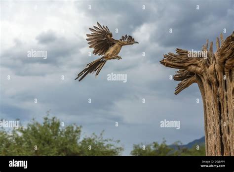 Road Runner Flying 的图像结果