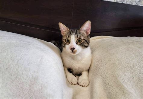 Rescue Cat Chapi and His Siblings - FOUR PAWS International - Animal ...