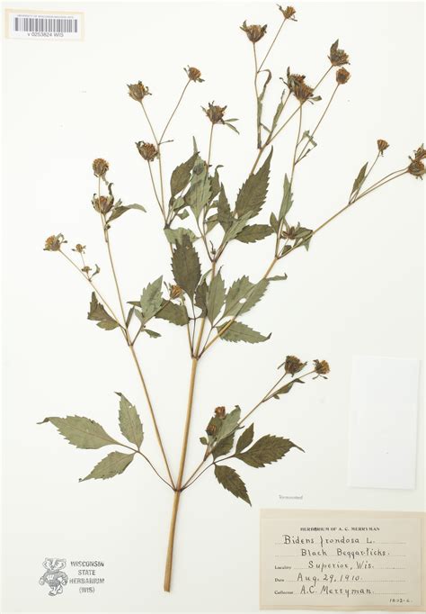 Wisconsin Wildflower | Devil's Beggarticks | Bidens frondosa