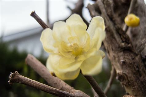 PENTAX MX-1のマクロ撮影 : 2005年～2018年デジタルカメラ百台撮り比べ