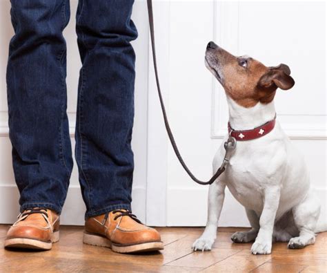 Dogs Understand Words in Addition to Tone, New Study Shows | Newsmax.com
