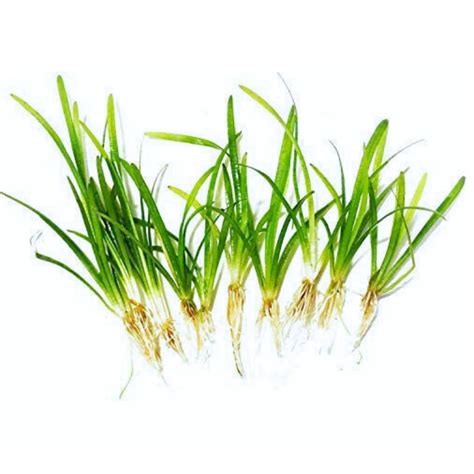 10 X Dwarf Sagittaria Subulata Pusillus Clump Freshwater Live Aquarium ...