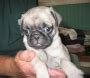 Beagle & pug puppies for sale ,highly pedigreed , very healthy in Andra ...