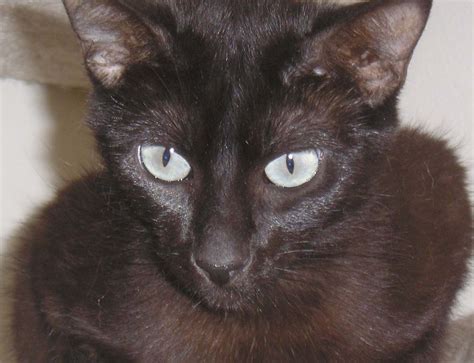 Black Siamese Cat With Blue Eyes