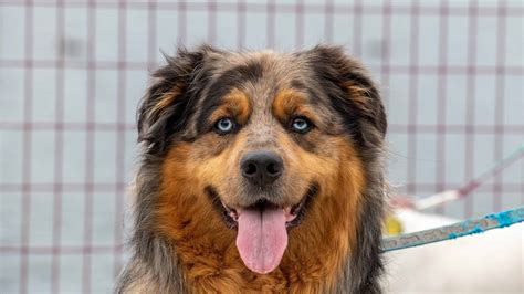 Australian Shepherd Mix Pictures - AZ Animals