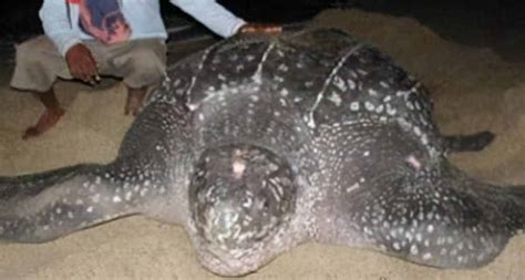 世界上体型最大的海龟是什么鬼 世界上最大的海龟是什么龟_华夏智能网