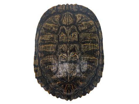Image result for Red Ear Snapping Turtle Shell