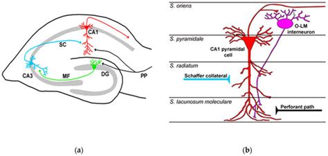 Molecular and Cellular Mechanisms Underlying Somatostatin-Based ...