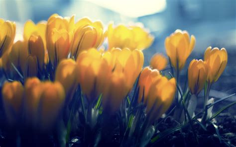 Download wallpaper 3840x2400 crocuses, flowers, buds, petals, yellow 4k ...