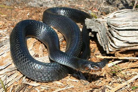 Blue Indigo Snakes And Rattlesnake