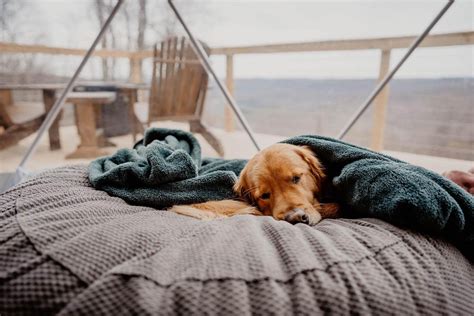 Dog-Friendly Glamping | Tennessee Glamping