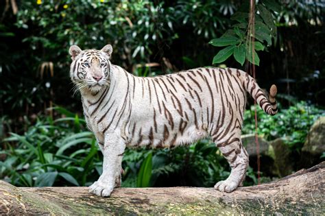 The Biggest White Tiger In The World