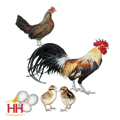 Golden Phoenix | Hoover's Hatchery